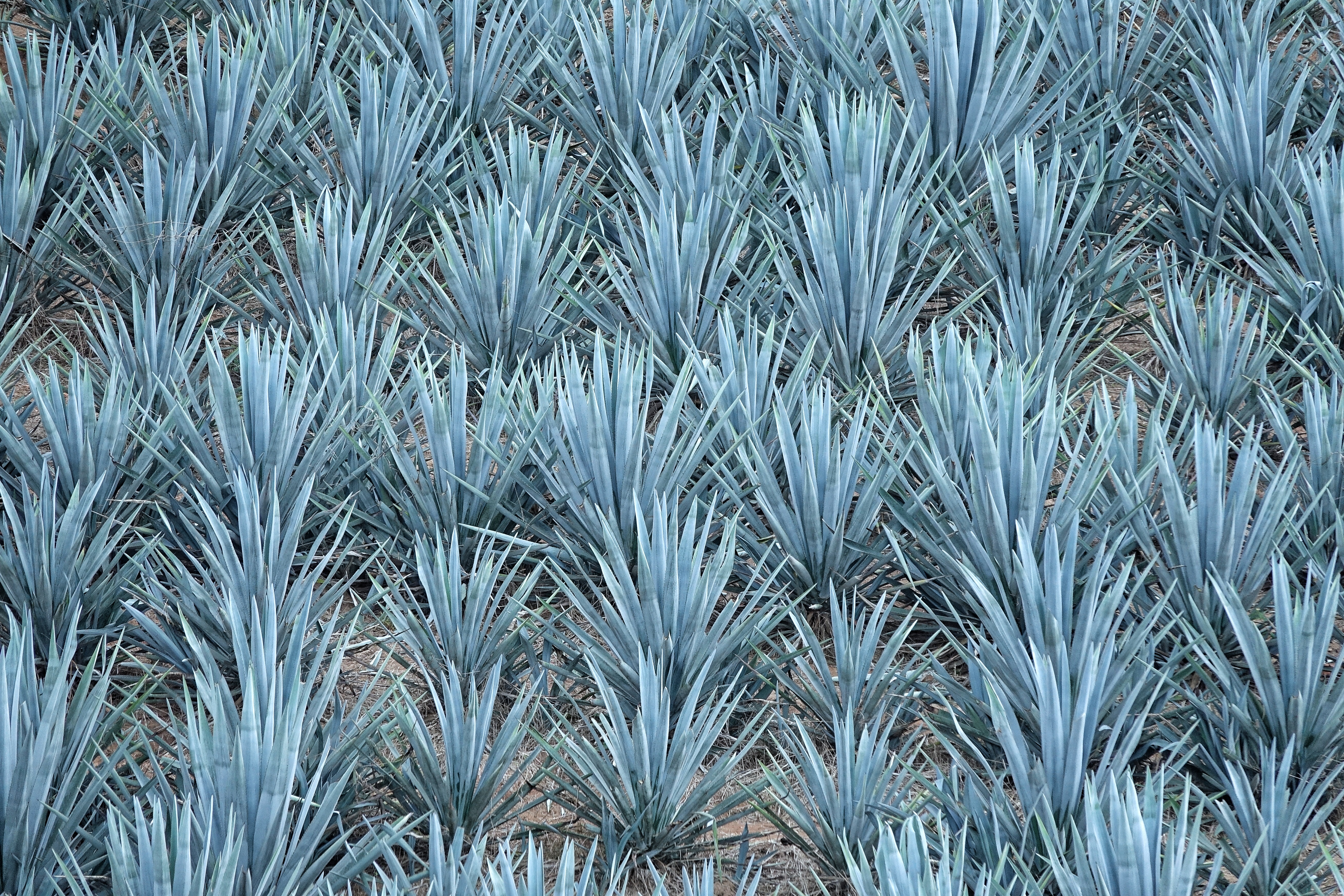 Champ d'agaves au Mexique